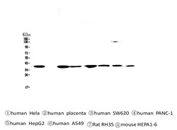 Invitrogen SMN1/SMN2 Monoclonal Antibody (2B10) 100 &mu;g; Unconjugated:Antibodies,