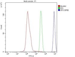 Invitrogen CRM1 Monoclonal Antibody (5G3) 100 &mu;g; Unconjugated:Antibodies,