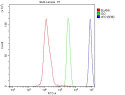 Invitrogen CRM1 Monoclonal Antibody (5G3) 100 &mu;g; Unconjugated:Antibodies,