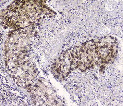 Invitrogen CRM1 Monoclonal Antibody (5G3) 100 &mu;g; Unconjugated:Antibodies,