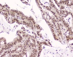 Invitrogen CRM1 Monoclonal Antibody (5G3) 100 &mu;g; Unconjugated:Antibodies,