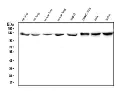 Invitrogen CRM1 Monoclonal Antibody (5G3) 100 &mu;g; Unconjugated:Antibodies,