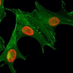 Invitrogen H4K5ac Recombinant Rabbit Monoclonal Antibody (RM199) 100 &mu;g;