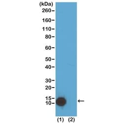Invitrogen H4K5ac Recombinant Rabbit Monoclonal Antibody (RM199) 100 &mu;g;