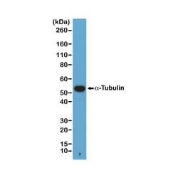 Invitrogen alpha Tubulin Recombinant Rabbit Monoclonal Antibody (RM113),