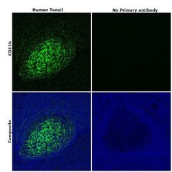 Invitrogen CD11b Recombinant Rabbit Monoclonal Antibody (RM290) 100 &mu;L;