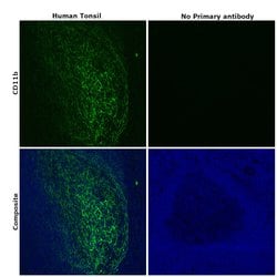 Invitrogen CD11b Recombinant Rabbit Monoclonal Antibody (RM290) 100 &mu;L;
