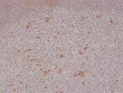 Invitrogen OX40 (CD134) Recombinant Rabbit Monoclonal Antibody (RM313)