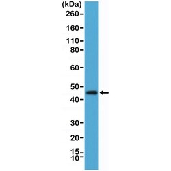 Invitrogen OX40 (CD134) Recombinant Rabbit Monoclonal Antibody (RM313)