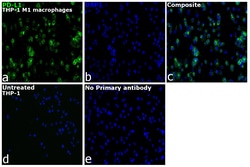 Invitrogen PD-L1 (CD274) Recombinant Rabbit Monoclonal Antibody (RM320) 100 &mu;L | Buy Online | Invitrogen&trade; | Fisher Scientific