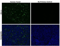 Invitrogen&trade;&nbsp;PD-L1 (CD274) Recombinant Rabbit Monoclonal Antibody (RM320)