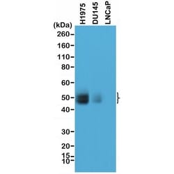 Invitrogen PD-L1 (CD274) Recombinant Rabbit Monoclonal Antibody (RM320)