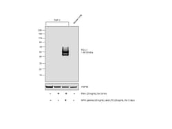 Invitrogen PD-L1 (CD274) Recombinant Rabbit Monoclonal Antibody (RM320) 100 &mu;L | Buy Online | Invitrogen&trade; | Fisher Scientific