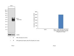 Invitrogen PD-L1 (CD274) Recombinant Rabbit Monoclonal Antibody (RM320) 100 &mu;L | Buy Online | Invitrogen&trade; | Fisher Scientific
