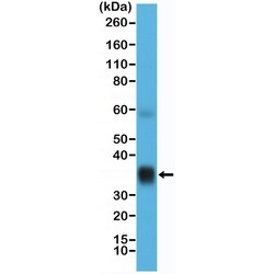Invitrogen SFTPA1 Recombinant Rabbit Monoclonal Antibody (RM334) 100 &mu;L;