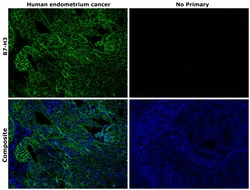 Invitrogen B7-H3 (CD276) Recombinant Rabbit Monoclonal Antibody (RM335)