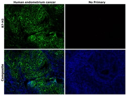 Invitrogen B7-H3 (CD276) Recombinant Rabbit Monoclonal Antibody (RM335)