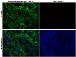 Invitrogen B7-H3 (CD276) Recombinant Rabbit Monoclonal Antibody (RM335)