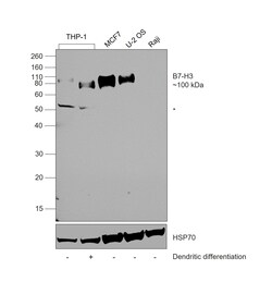 Invitrogen B7-H3 (CD276) Recombinant Rabbit Monoclonal Antibody (RM335)
