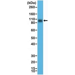 Invitrogen B7-H3 (CD276) Recombinant Rabbit Monoclonal Antibody (RM335)