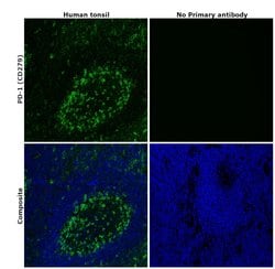 Invitrogen PD-1 (CD279) Recombinant Rabbit Monoclonal Antibody (RM309)