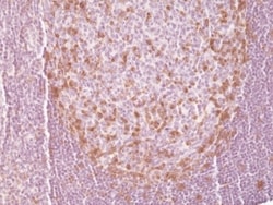Invitrogen PD-1 (CD279) Recombinant Rabbit Monoclonal Antibody (RM309)