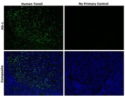 Invitrogen PD-1 (CD279) Recombinant Rabbit Monoclonal Antibody (RM309)