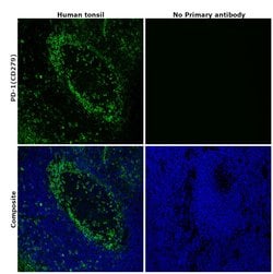 Invitrogen PD-1 (CD279) Recombinant Rabbit Monoclonal Antibody (RM309)