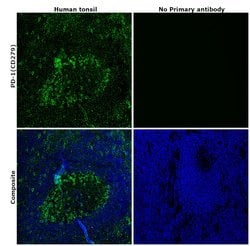 Invitrogen PD-1 (CD279) Recombinant Rabbit Monoclonal Antibody (RM309)