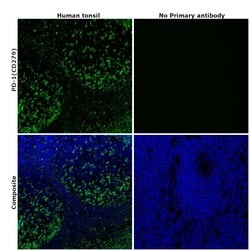 Invitrogen PD-1 (CD279) Recombinant Rabbit Monoclonal Antibody (RM309)