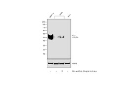 Invitrogen PD-1 (CD279) Recombinant Rabbit Monoclonal Antibody (RM309)
