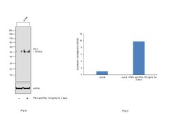 Invitrogen PD-1 (CD279) Recombinant Rabbit Monoclonal Antibody (RM309)