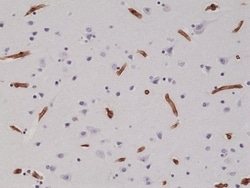 Invitrogen Integrin beta 1 (CD29) Recombinant Rabbit Monoclonal Antibody