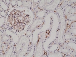 Invitrogen CD34 Recombinant Rabbit Monoclonal Antibody (RM300) 100 &mu;L;