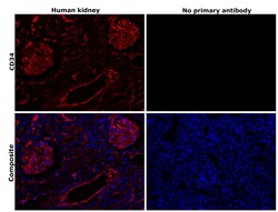Invitrogen CD34 Recombinant Rabbit Monoclonal Antibody (RM300) 100 &mu;L;