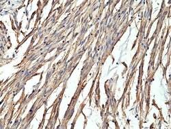 Invitrogen CD34 Recombinant Rabbit Monoclonal Antibody (RM300) 100 &mu;L;