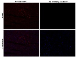Invitrogen CD34 Recombinant Rabbit Monoclonal Antibody (RM300) 100 &mu;L;