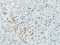 Invitrogen CD34 Recombinant Rabbit Monoclonal Antibody (RM300) 100 &mu;L;