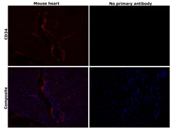 Invitrogen CD34 Recombinant Rabbit Monoclonal Antibody (RM300) 100 &mu;L;