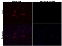 Invitrogen CD34 Recombinant Rabbit Monoclonal Antibody (RM300) 100 &mu;L;