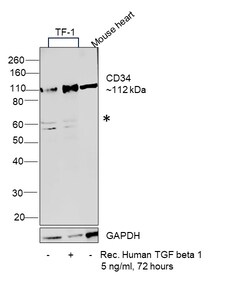 Invitrogen CD34 Recombinant Rabbit Monoclonal Antibody (RM300) 100 &mu;L;