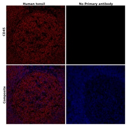 Invitrogen CD45 Recombinant Rabbit Monoclonal Antibody (RM291) 100 &mu;L;