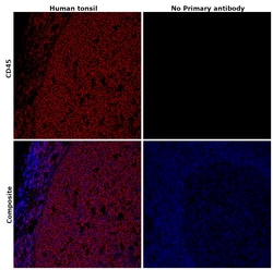 Invitrogen CD45 Recombinant Rabbit Monoclonal Antibody (RM291) 100 &mu;L;