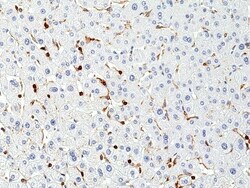 Invitrogen CD45 Recombinant Rabbit Monoclonal Antibody (RM291) 100 &mu;L;