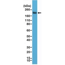 Invitrogen CD45 Recombinant Rabbit Monoclonal Antibody (RM291) 100 &mu;L;