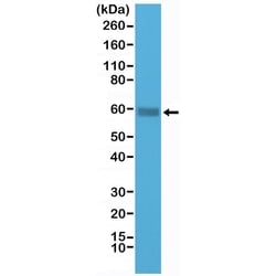 Invitrogen CD5 Recombinant Rabbit Monoclonal Antibody (RM314) 100 &mu;L;