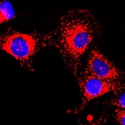 Invitrogen GAPDH Recombinant Rabbit Monoclonal Antibody (RM114) 100 &mu;L;