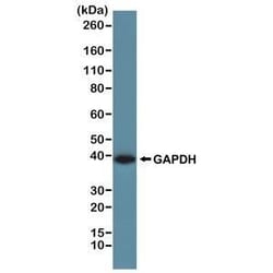 Invitrogen GAPDH Recombinant Rabbit Monoclonal Antibody (RM114) 100 &mu;L;
