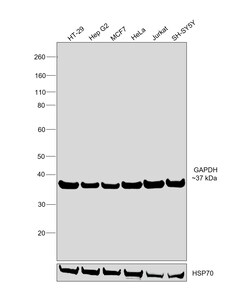 Invitrogen GAPDH Recombinant Rabbit Monoclonal Antibody (RM114) 100 &mu;L;