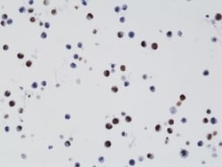 Invitrogen H3.3 K27M oncohistone mutant Recombinant Rabbit Monoclonal Antibody